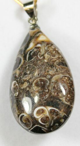 Teardrop Shaped Fossil Turritella (Gastropod) Pendant #26904